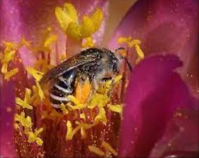 Close up of a bee covered in pollen inside a reddish purple flower